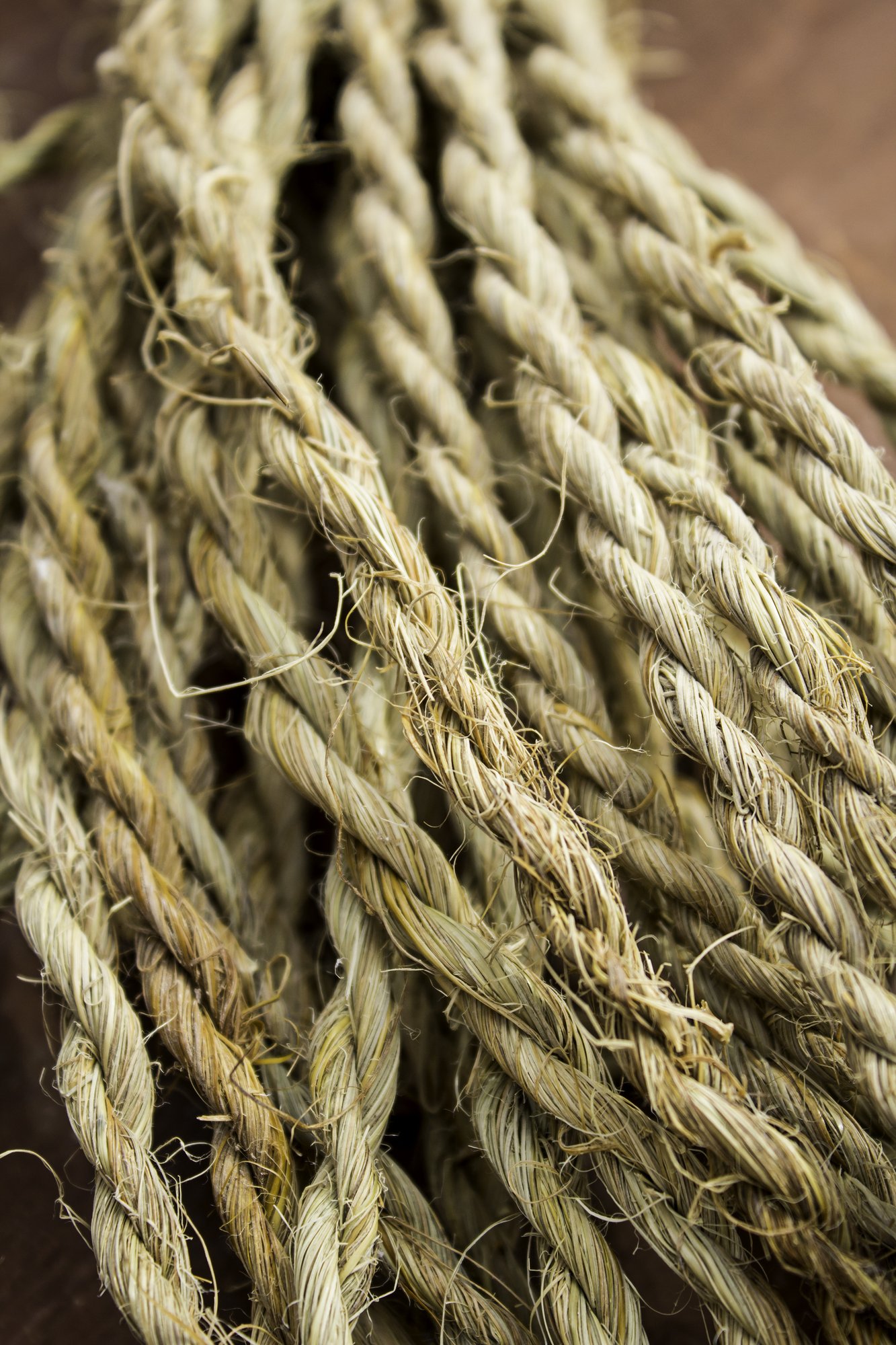 strings-of-resistant-and-strong-braided-esparto-d-2026-01-09-14-57-36-utc